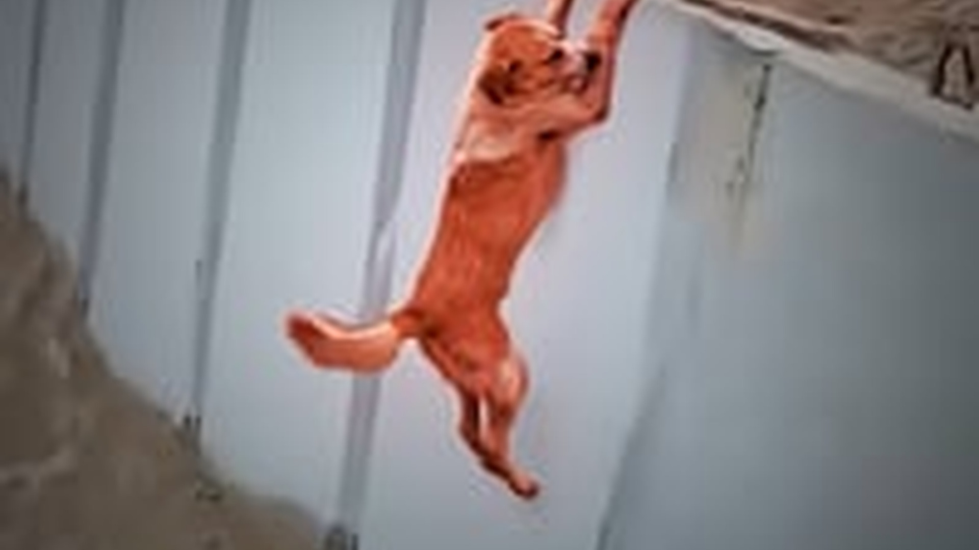 T2805020_DOG HANGING being DRAGGED by canal