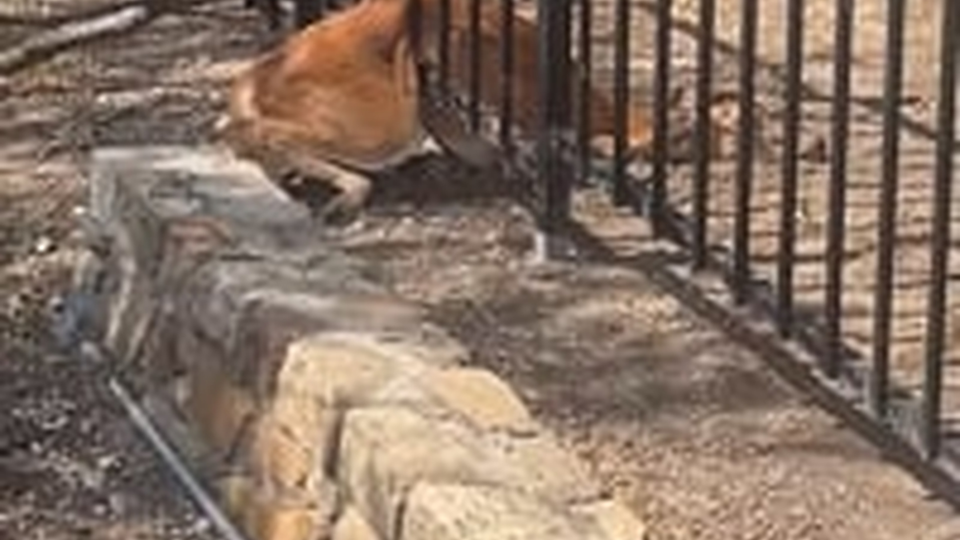 T2805026_Firefighters Rescue Terrified Deer Fawn Stuck In Fence