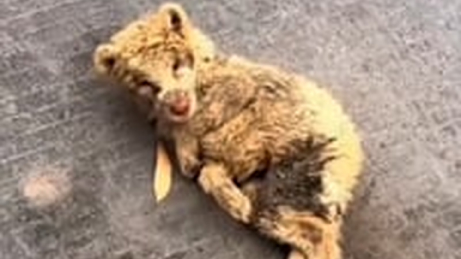 T2805040_Rescuers Could Not Ignore This Helpless Animal
