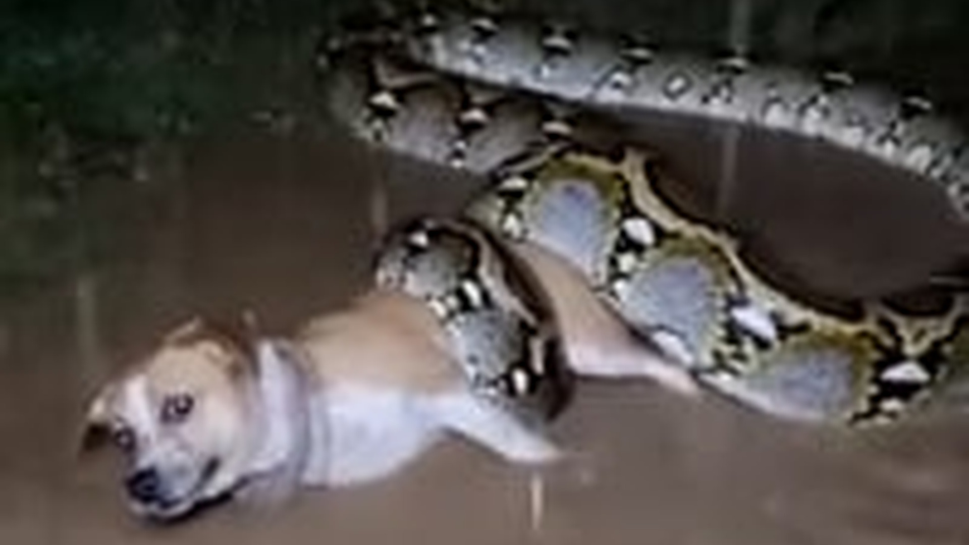 T2905002_large reticulated python Vs Dog Exit Unknown