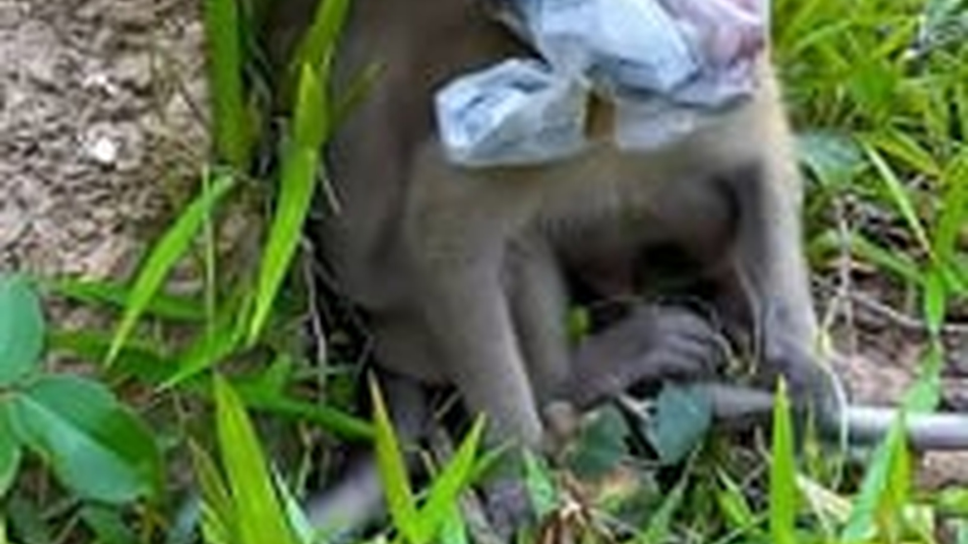 T2905011_Every small life deserves love warmth.When they are hurt or scared, choose to help