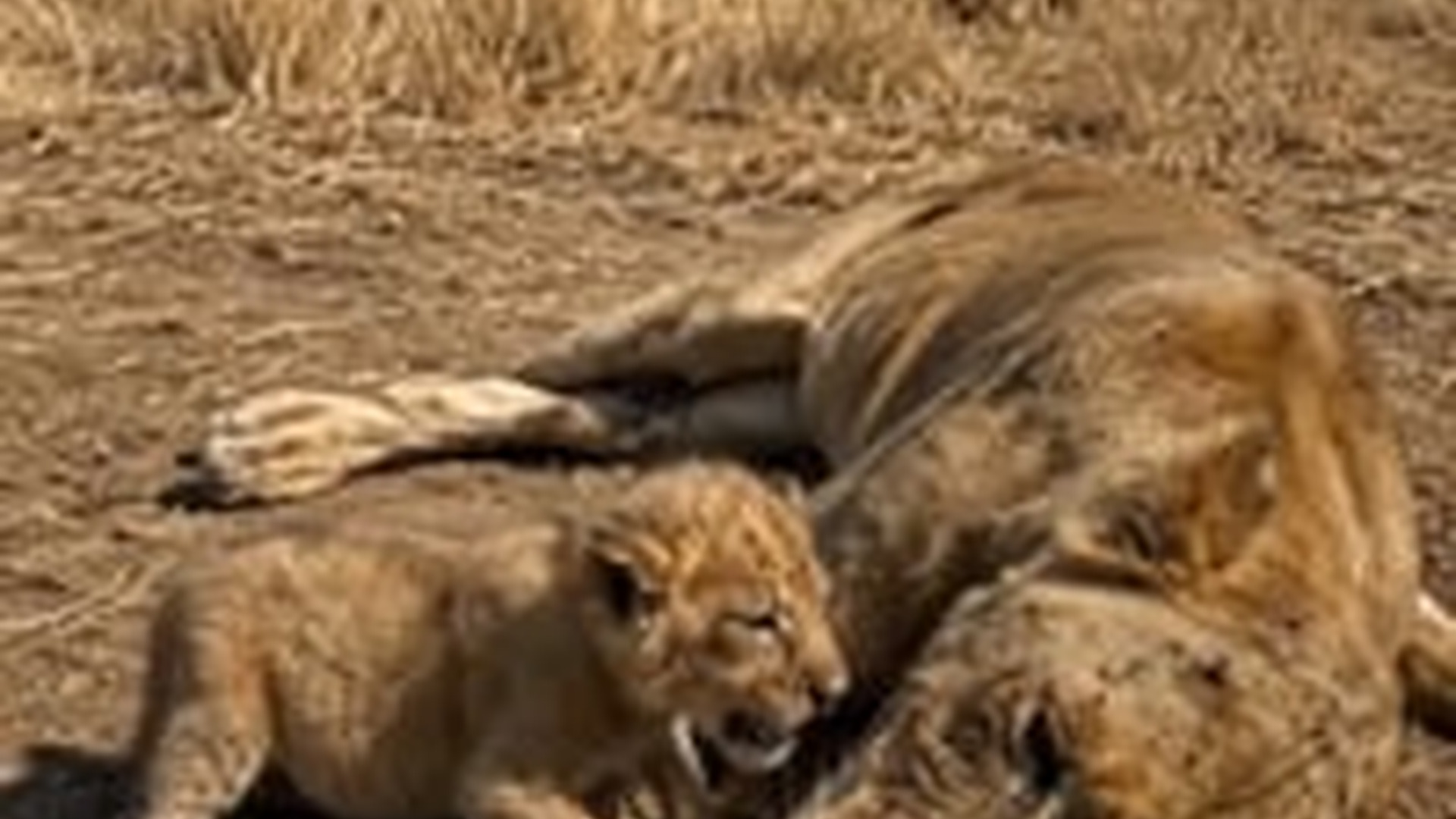 T2905016_LION CUB CRIES AFTER LOSING ITS MOTHER! Heartbreaking Moment in Wild Savannah