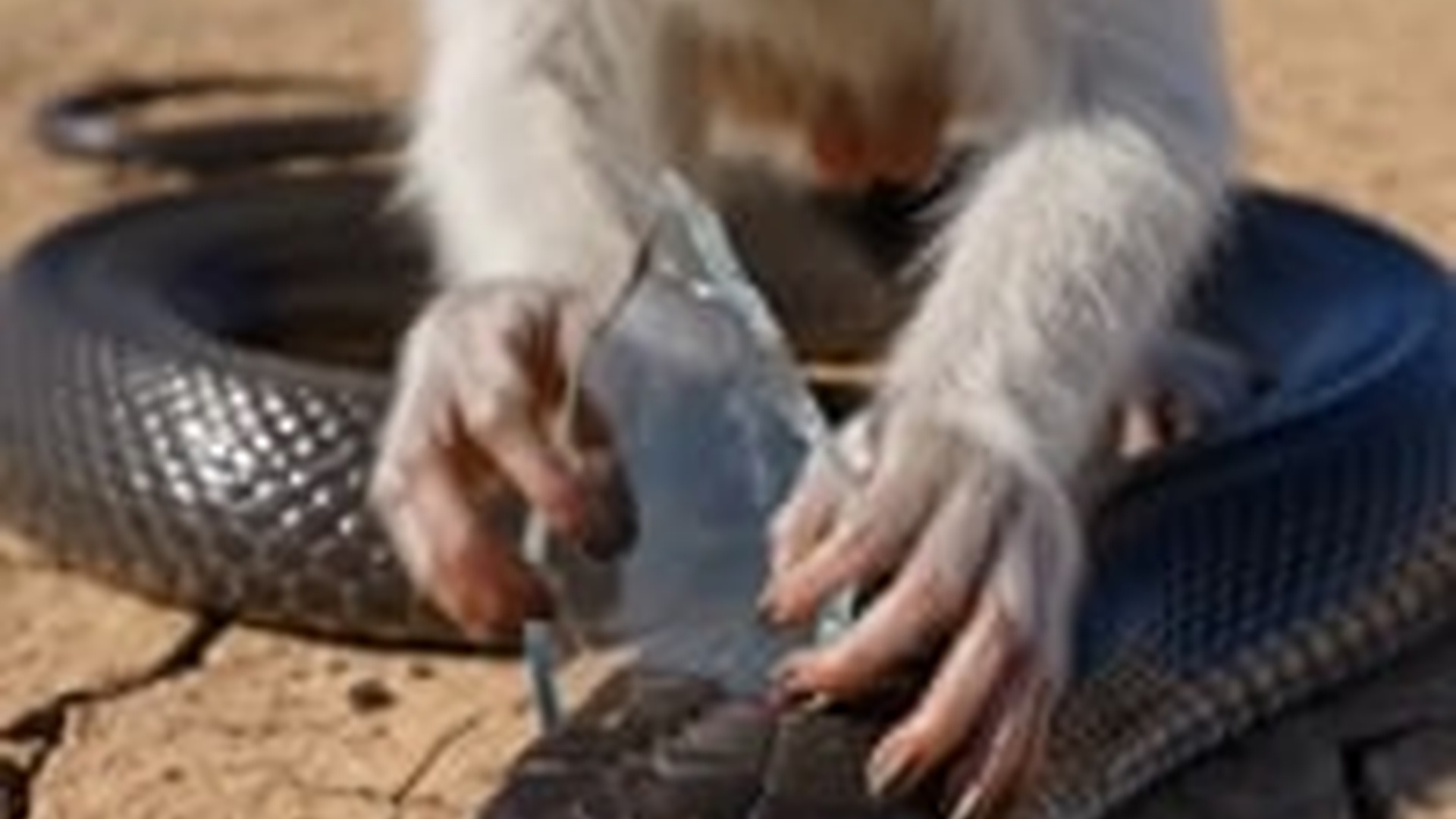 T2905019_MONKEY SAVES COBRA! Deadly Snake Rescued After Being Pierced by Broken Glass