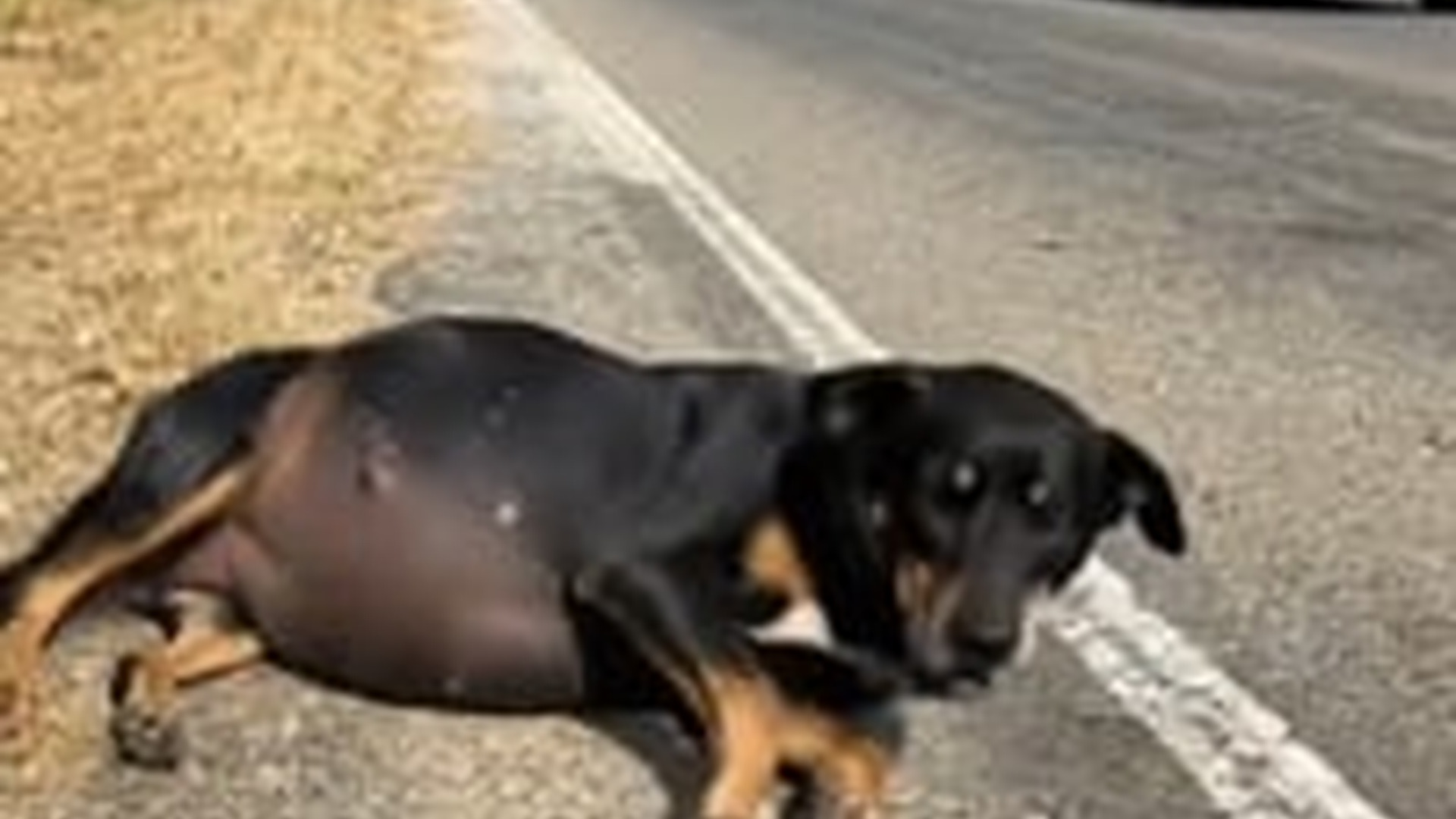 T2905023_Tattooed Man Rescues Pregnant Stray Dog on Roadside