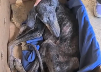 T0805013 Inside a small box lay a dog too weak to even lift his head.