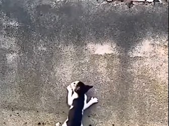 T0805016_Tiny kitten fights to reunite with family �❤️