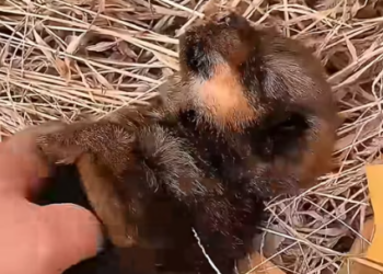 T2604012_Orphaned wolf pup finds loving family #wolf #sho