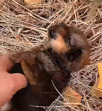 T2604012_Orphaned wolf pup finds loving family #wolf #sho