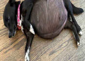Full video: T1006007 Helping Pregnant Mama Dog Give Birth Cute Puppies