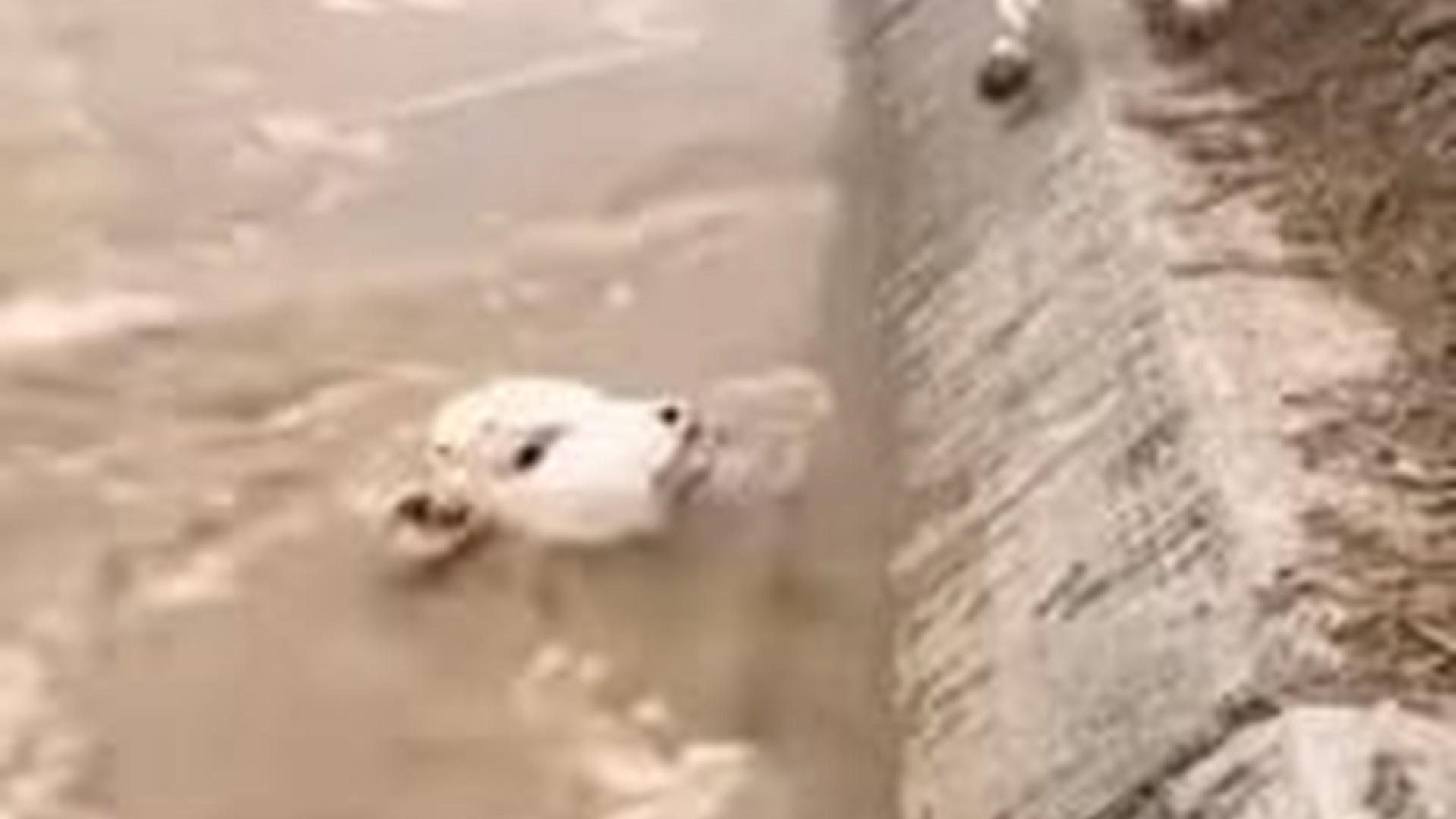 T0106012_hero man saved baby cow!(1)