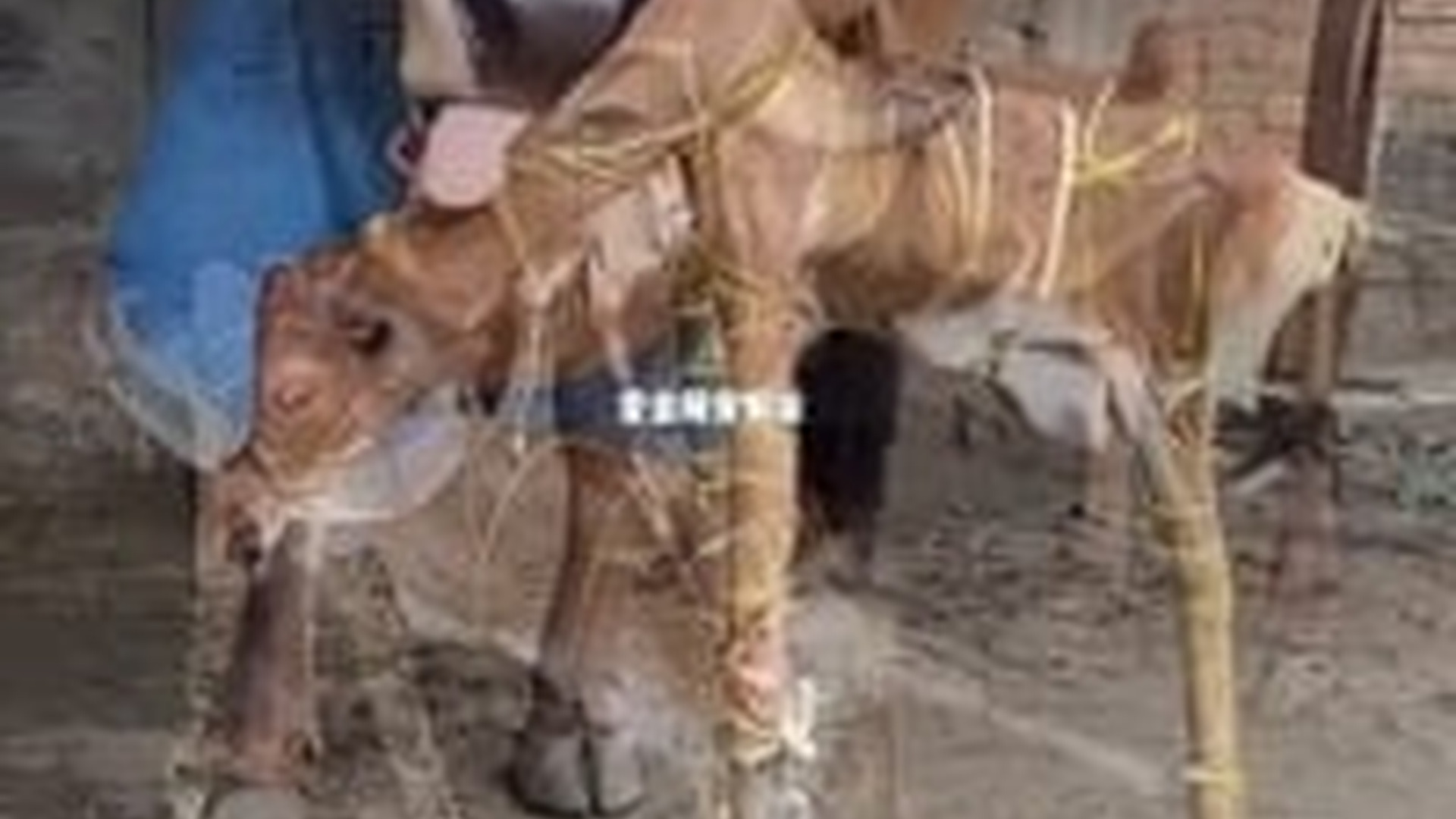 T0106019_Abandoned Animal Saved From A Terrible Situation