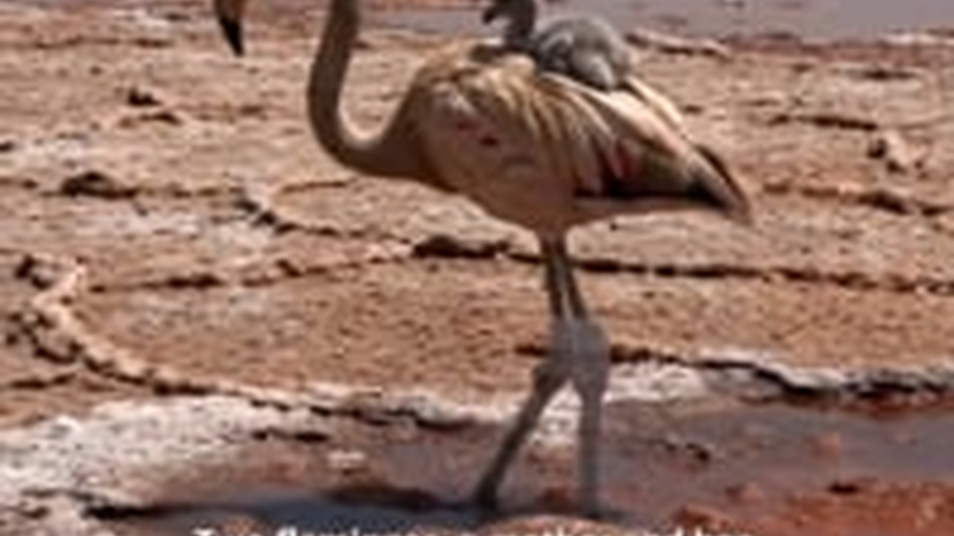 T0106027_Two flamingos, mother her chick, were left behind in harsh