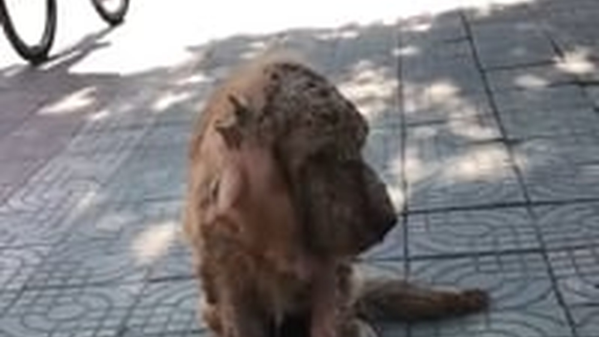 T0106028_What happens to stray dog after being rescued