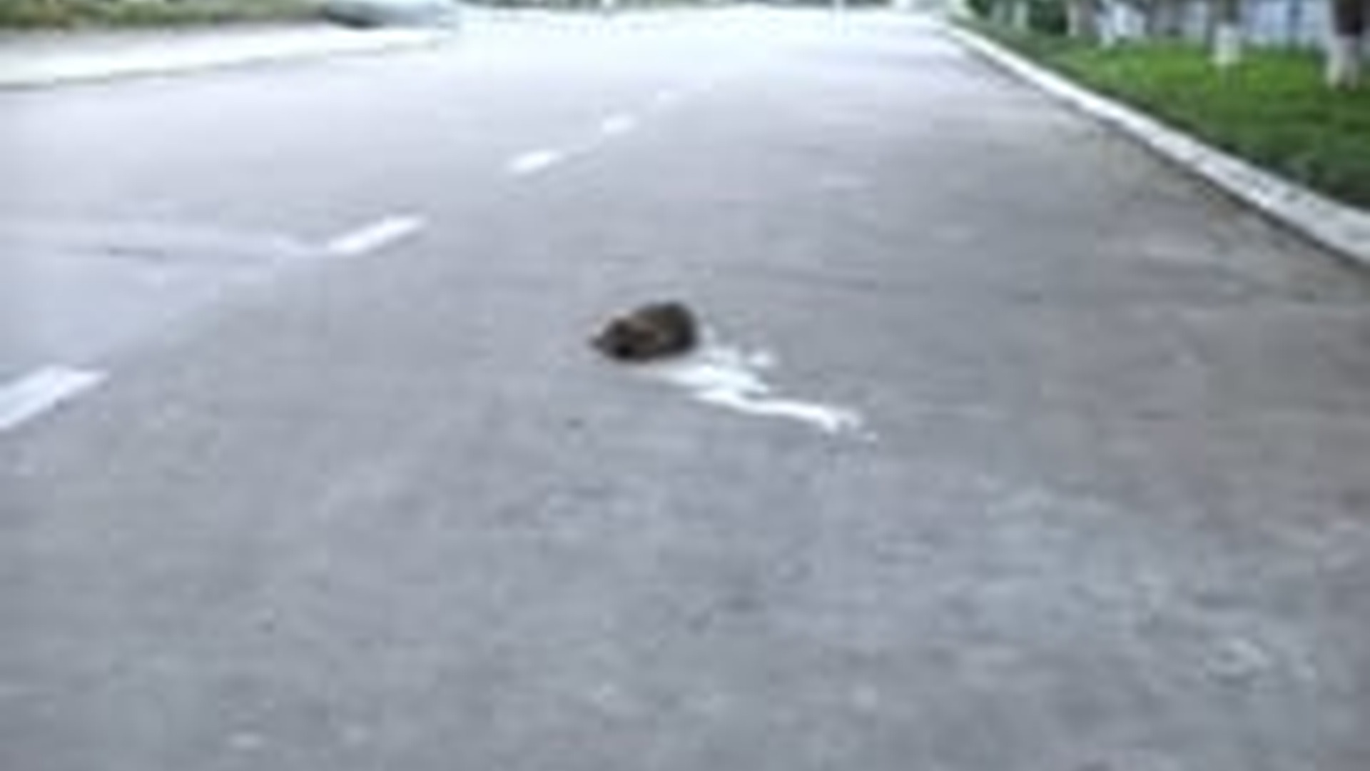 T0306030_Rescued Animal Takes Its First Step Toward Safety