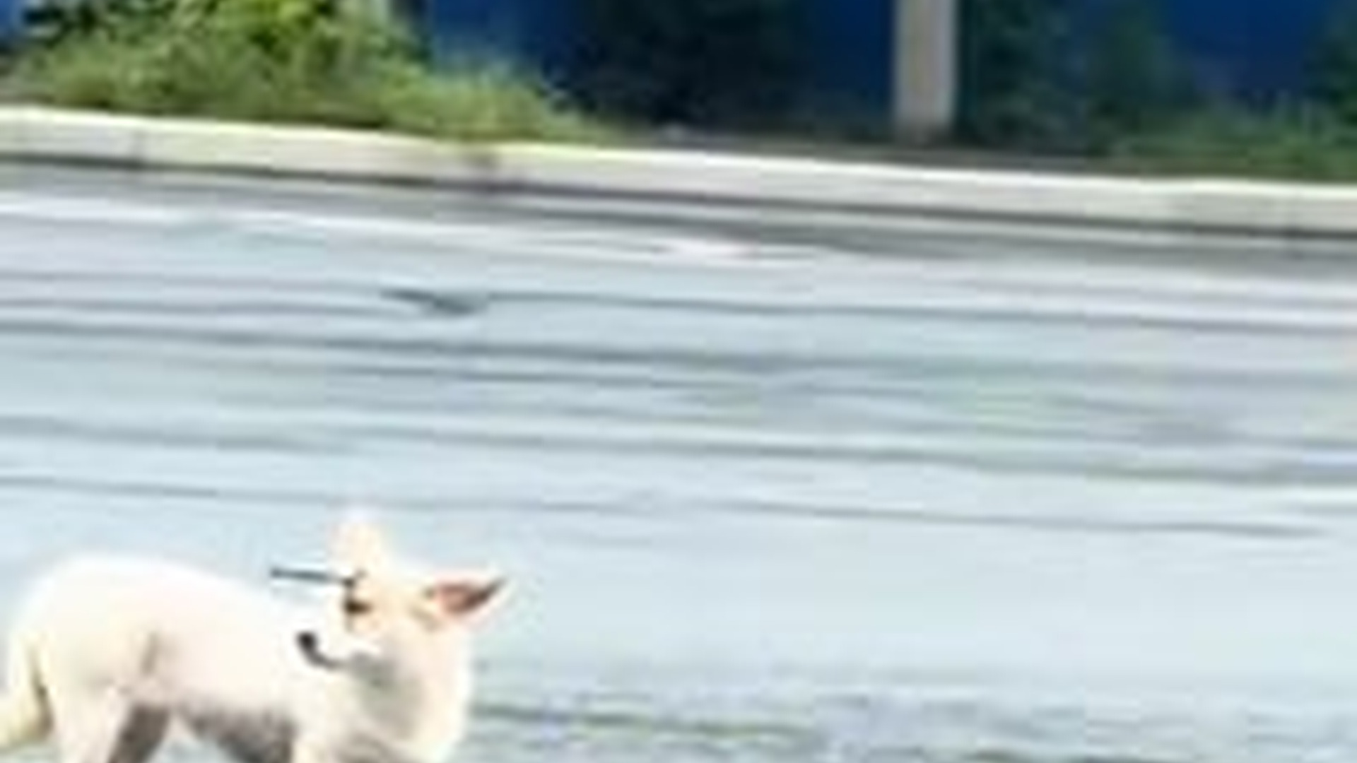 T0306032_rescued stray dog an arrow stuck in her headand gave her d