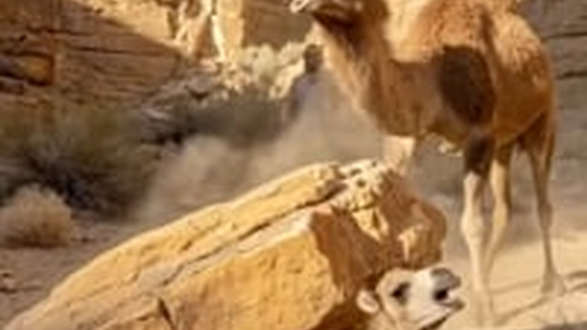 T0506003_Baby Camel Trapped Under Giant Rock His Mother Watching Helpl