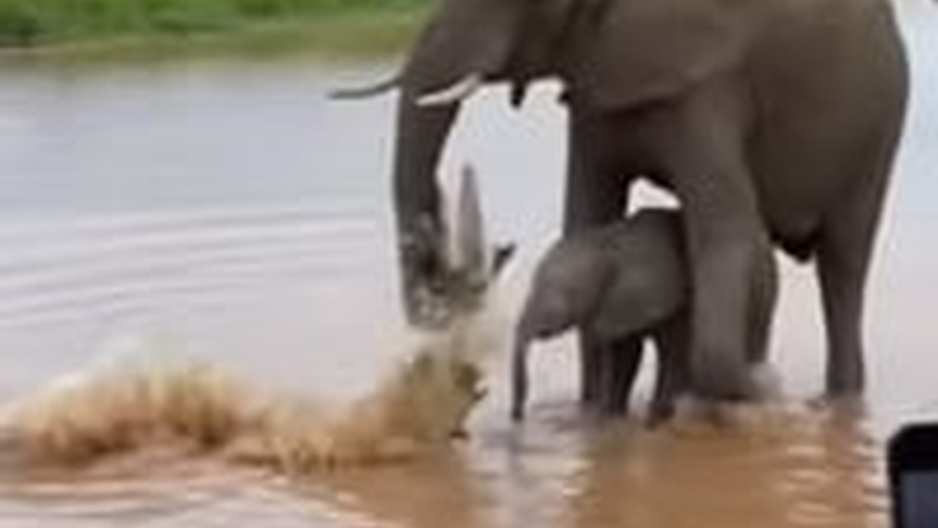 T0506008_Epic Battle Elephant vs Crocodile