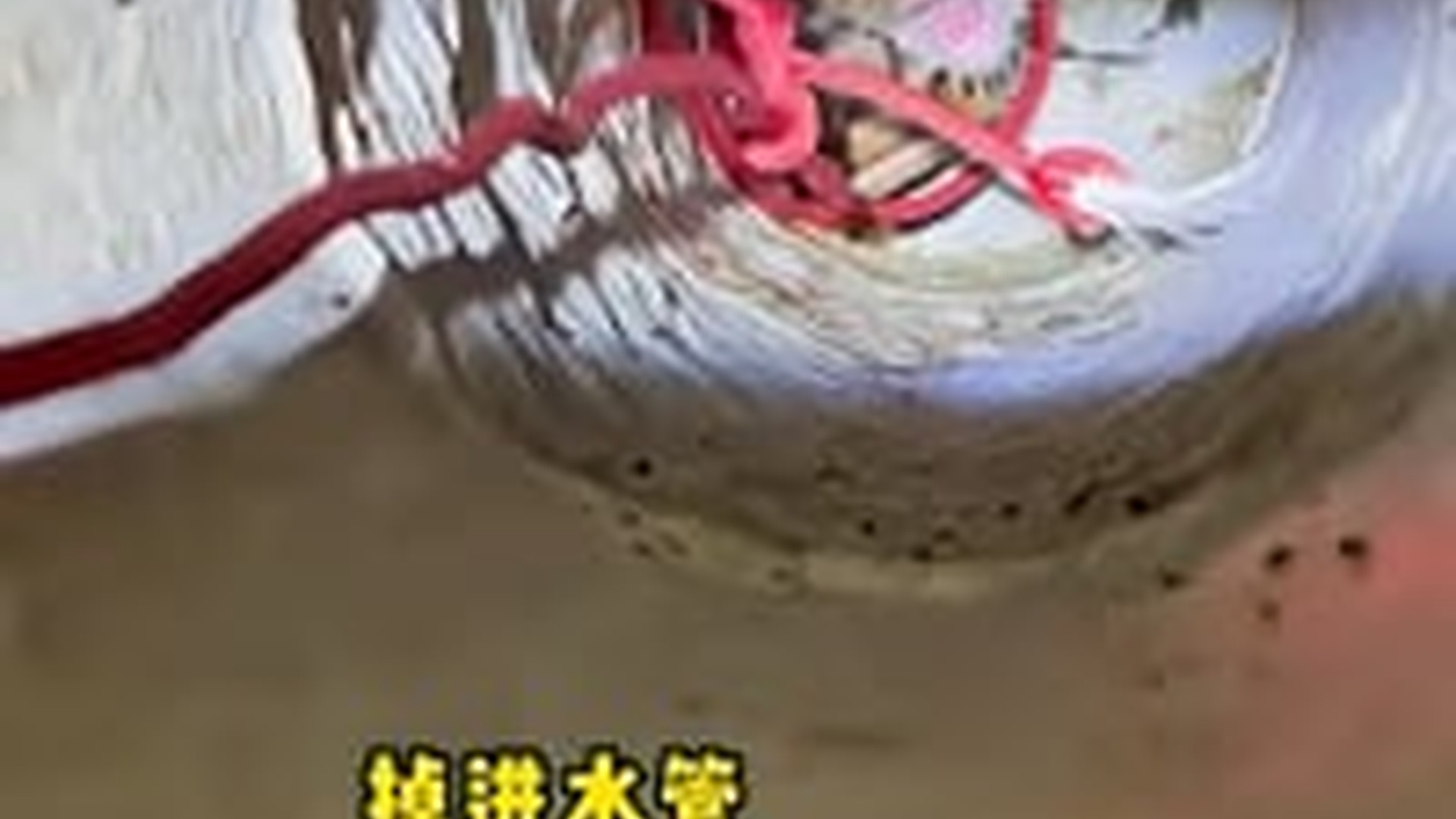 T0506014_Helpless Kitten Cries Mom But She Couldn Save Him