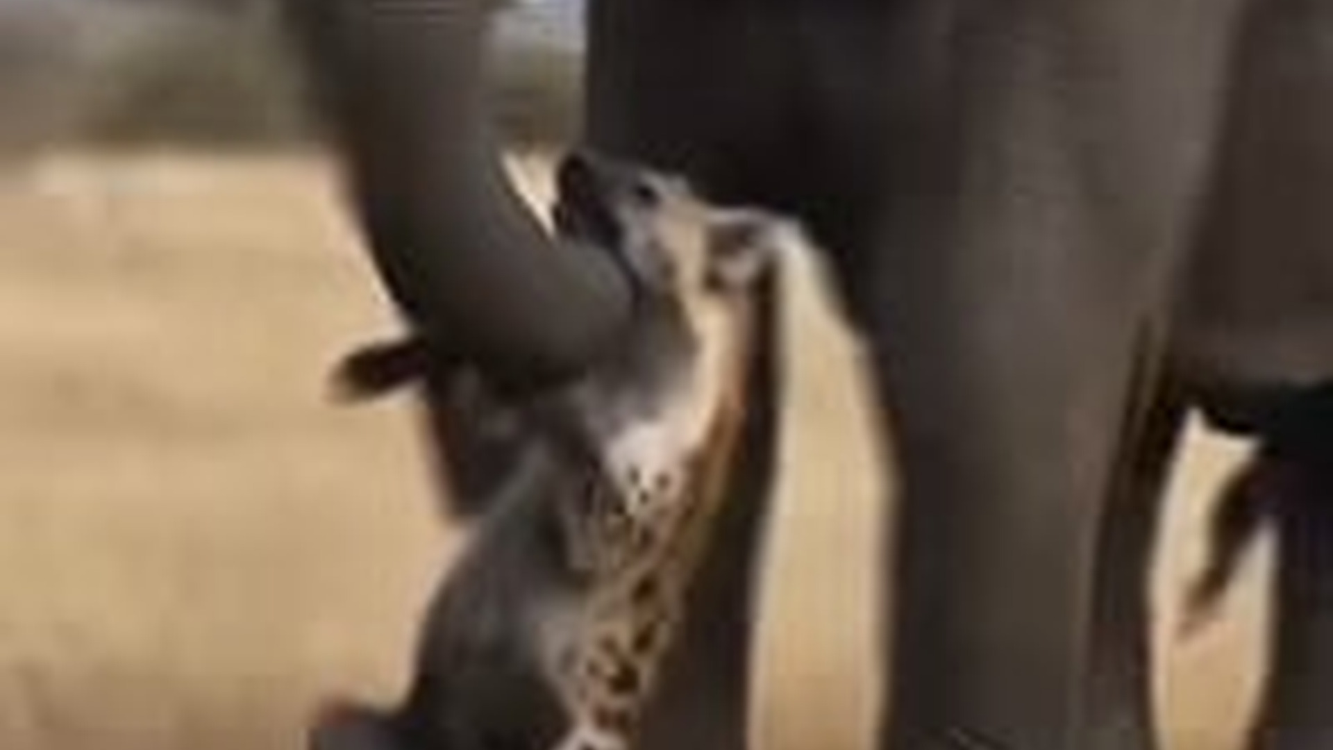 T0506017_Hyenas Attack Baby Elephant, Elephant Rescues It