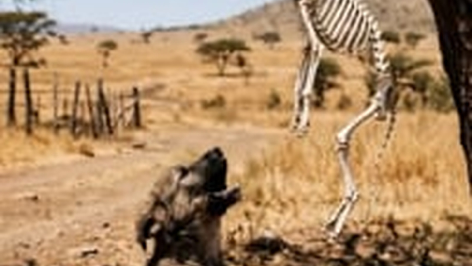 T0506019_Jesus restores mother of puppy his miracle
