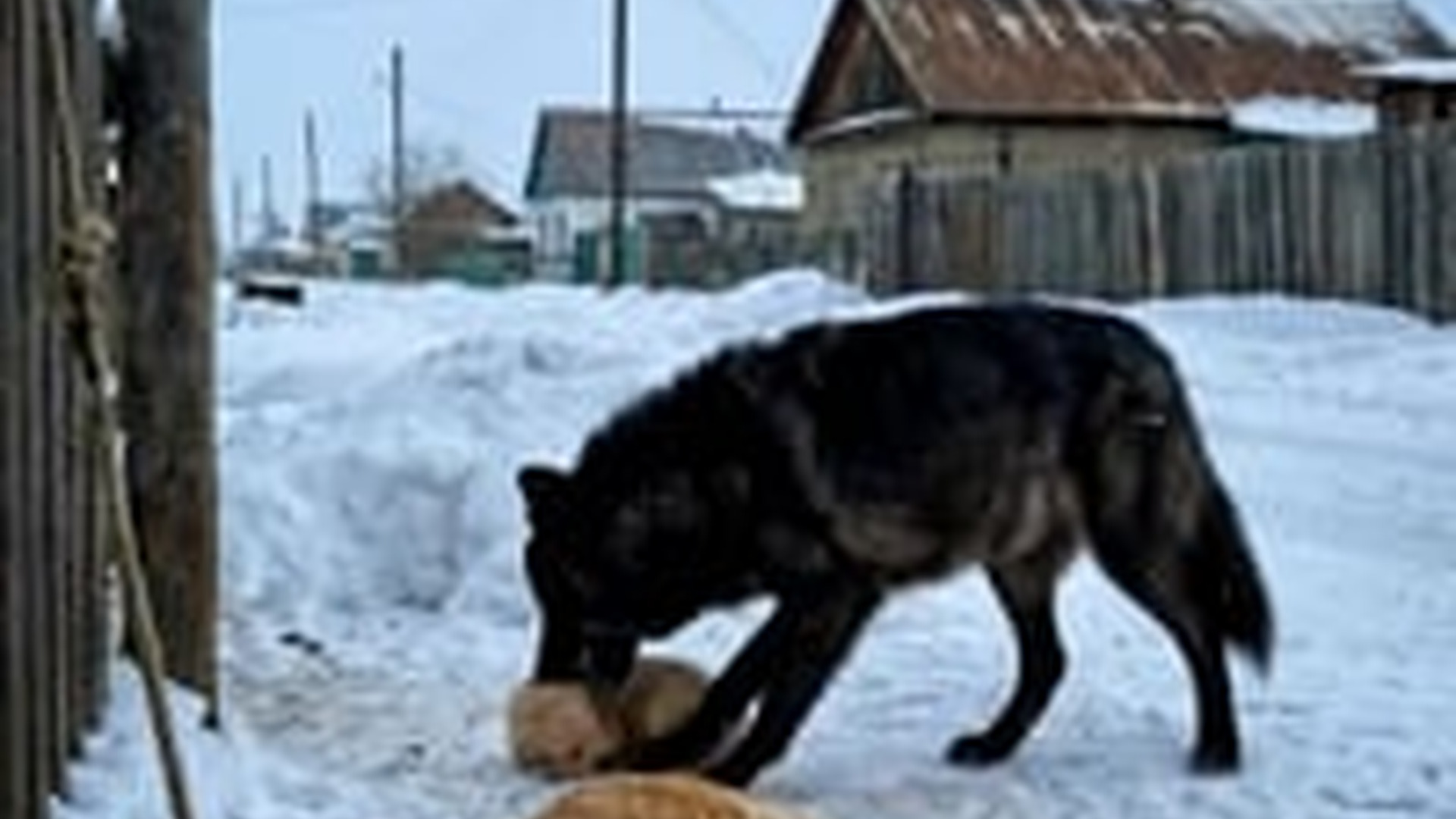 T0506029_Wolf Golden Retriever Believe unseen miracle
