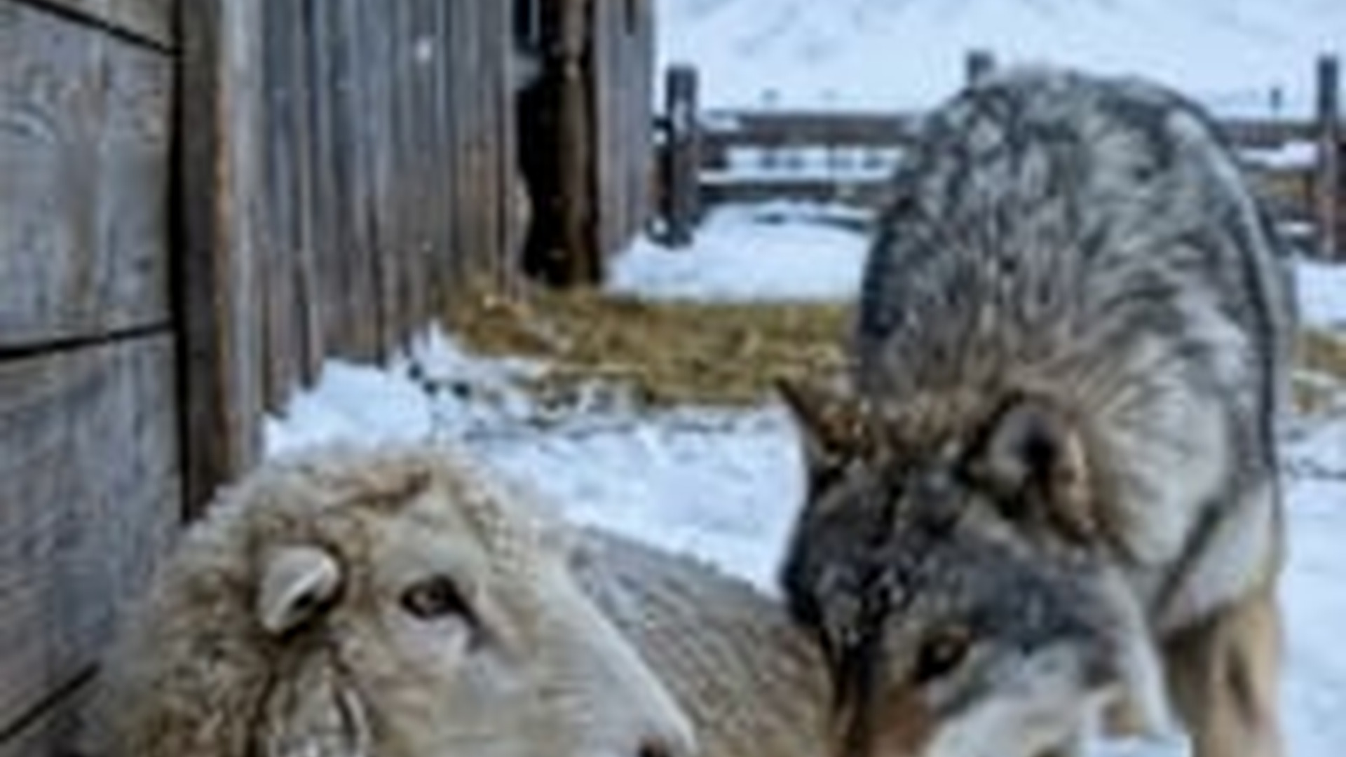 T0506030_Wolf Snatched Lamb Then ENTIRE Husky Pack Showed Up!