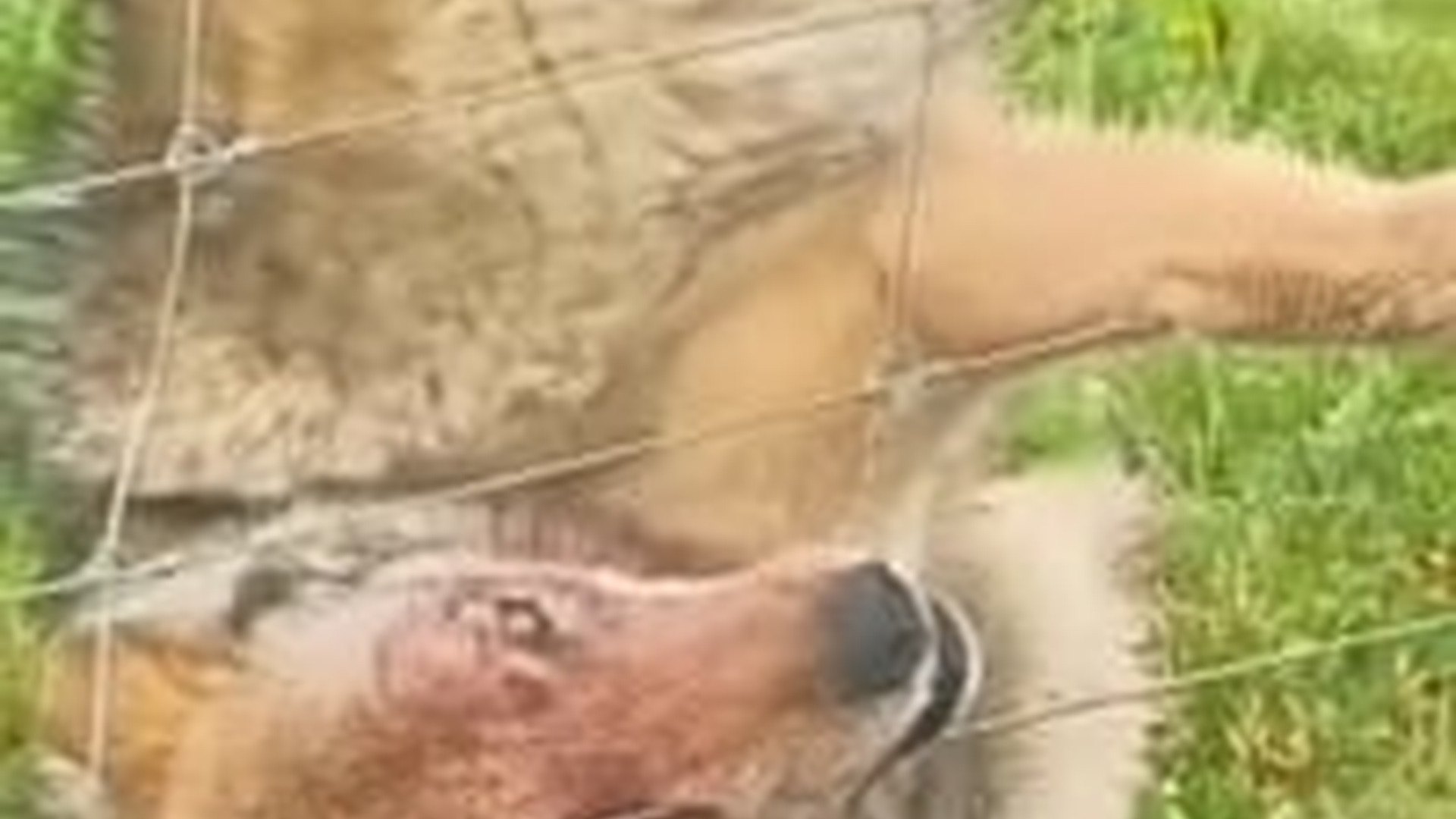 T0506031_Scared Animal Gets A Second Chance At Life