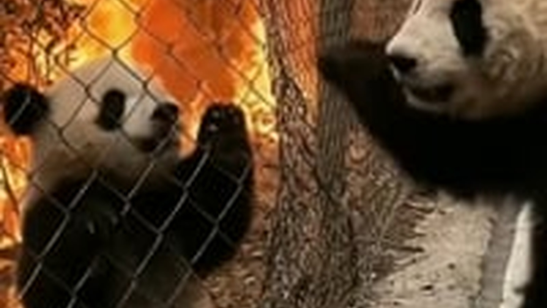 T0606007_baby panda was trapped in fence as forest fire spread dangerous