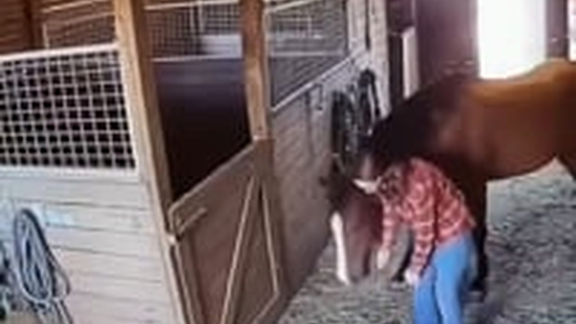 T0606014_Proof love knows no species. brave horse acting as shield fo