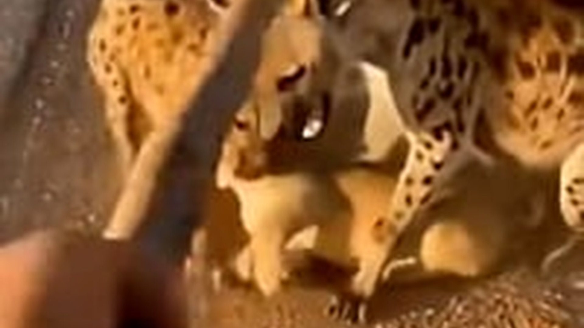 T0606015_Saved Lion Cub Something Amazing Happened