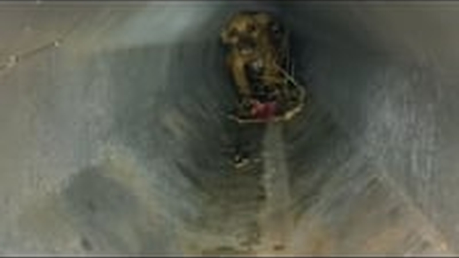 T0606017_Weak Animal Saved Before It Was Too Late