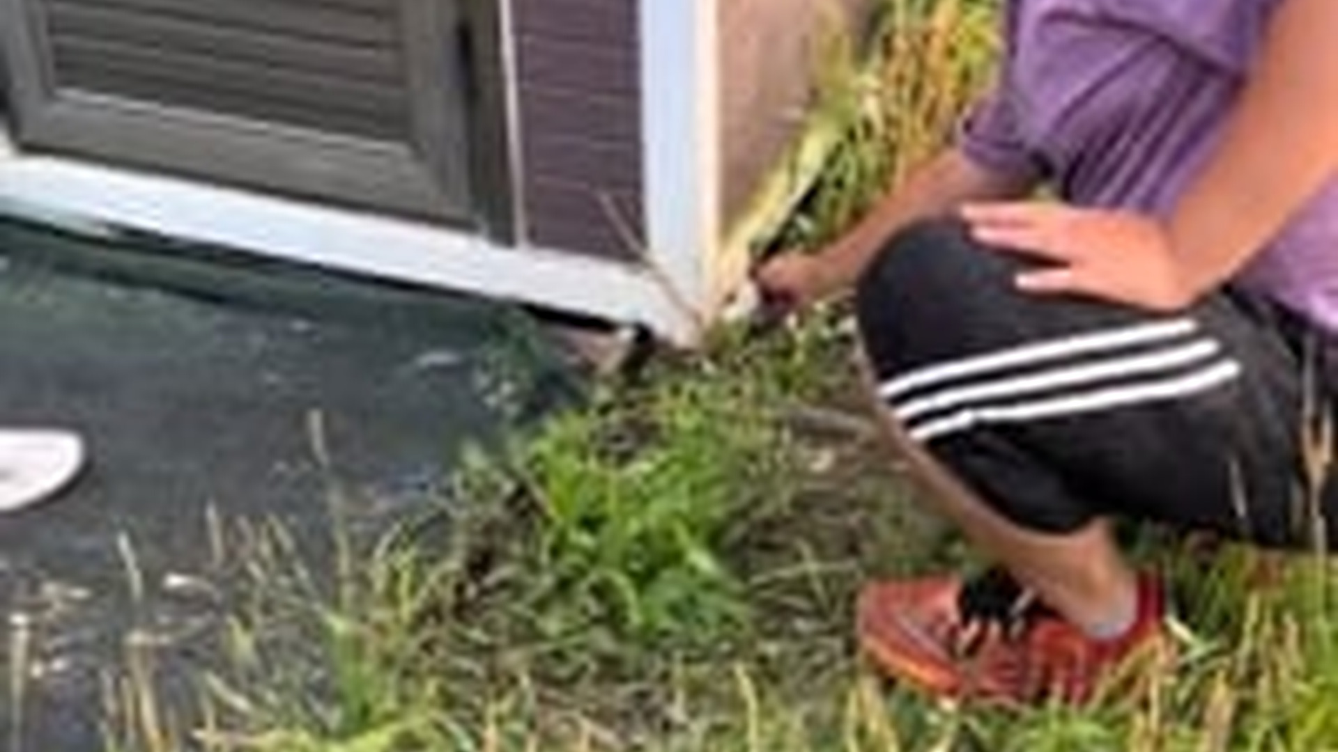 T0606018_Helpless Animal Rescued Just In Time