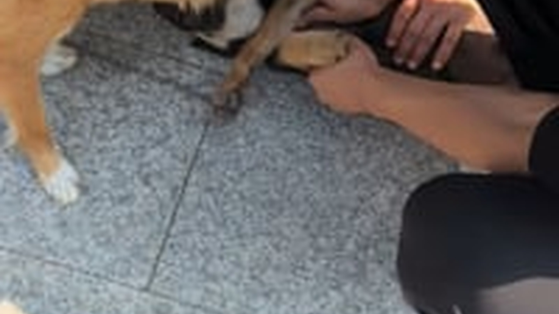 T0606019_Abandoned Animal Found Crying For Help