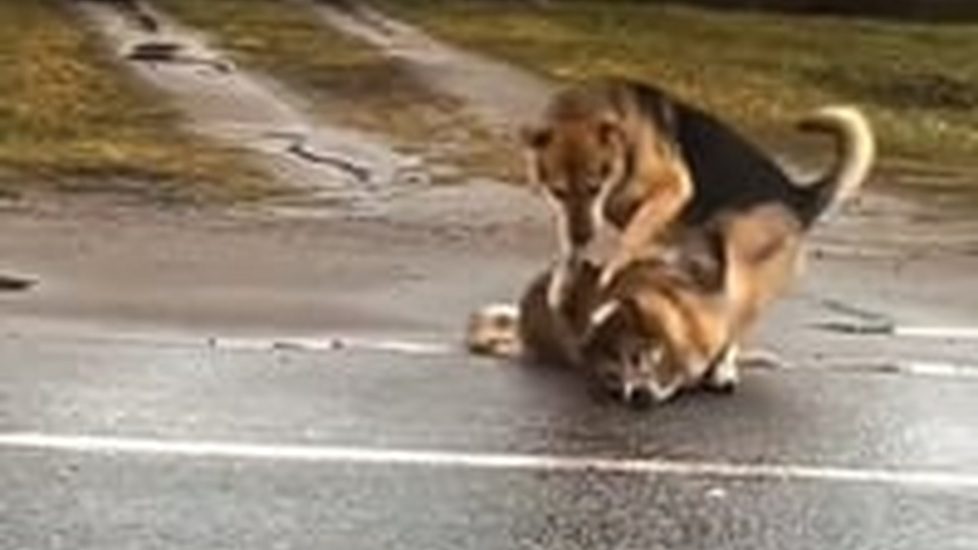 T0606023_A dog lies motionless in the middle of the road, with its companion standing next to it, trying desperately to wake it