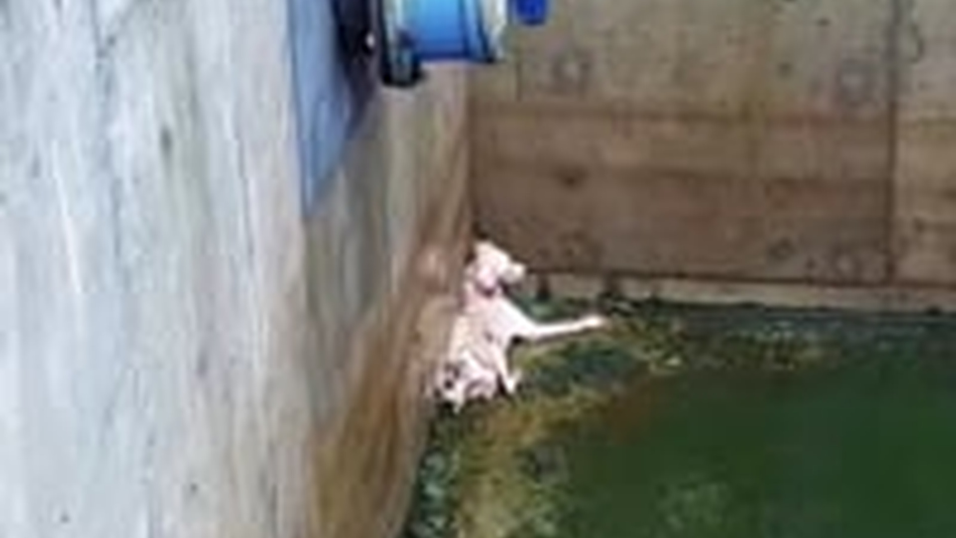T0606029_rescued a puppy