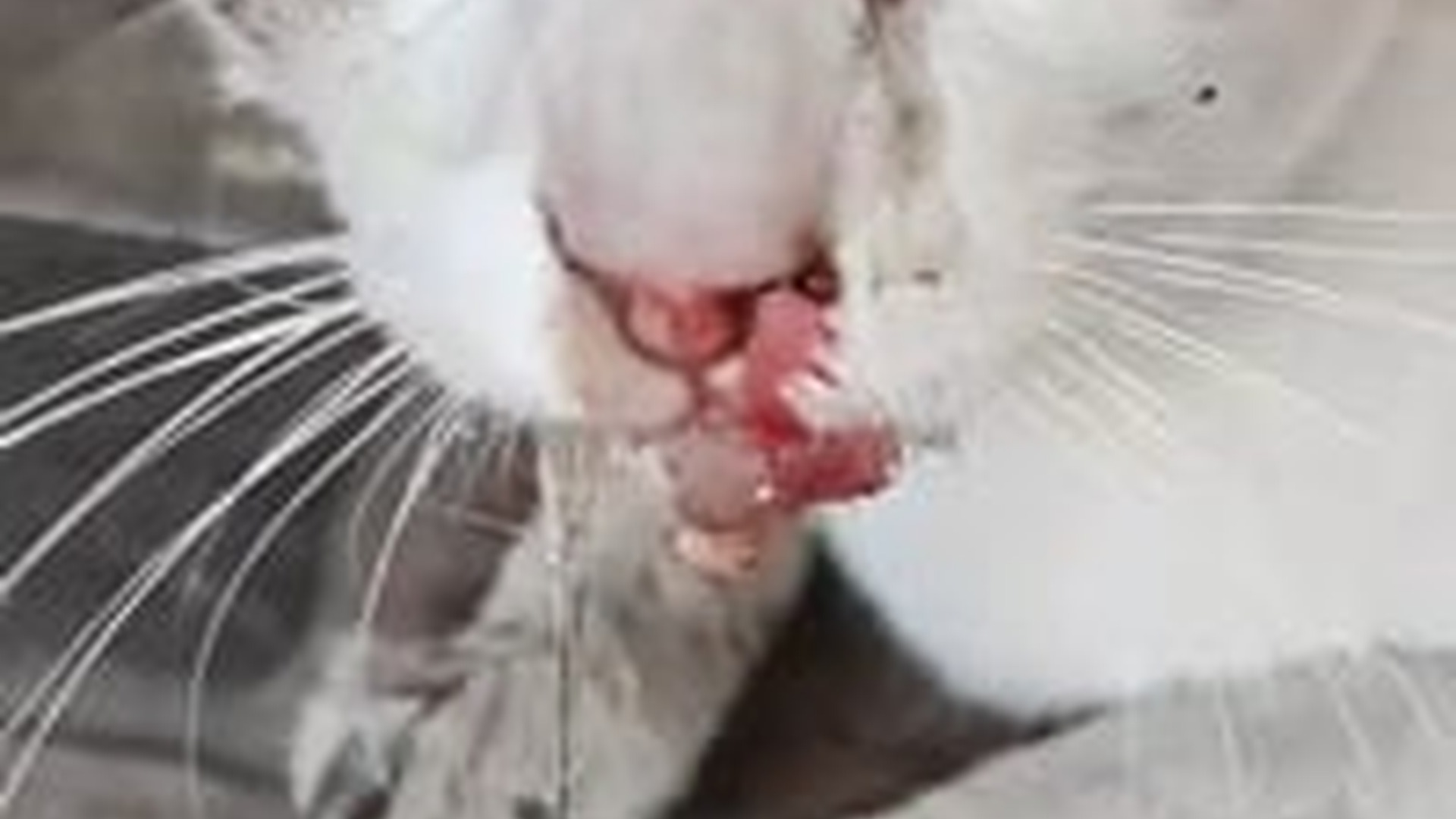 T0606033_From homeless stray cats.