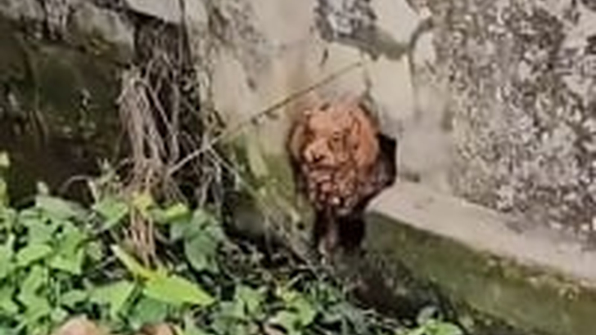 T0606037_The poor dog fell into a ditch in 2 degree Celsius weather and got stuck unable to get out.