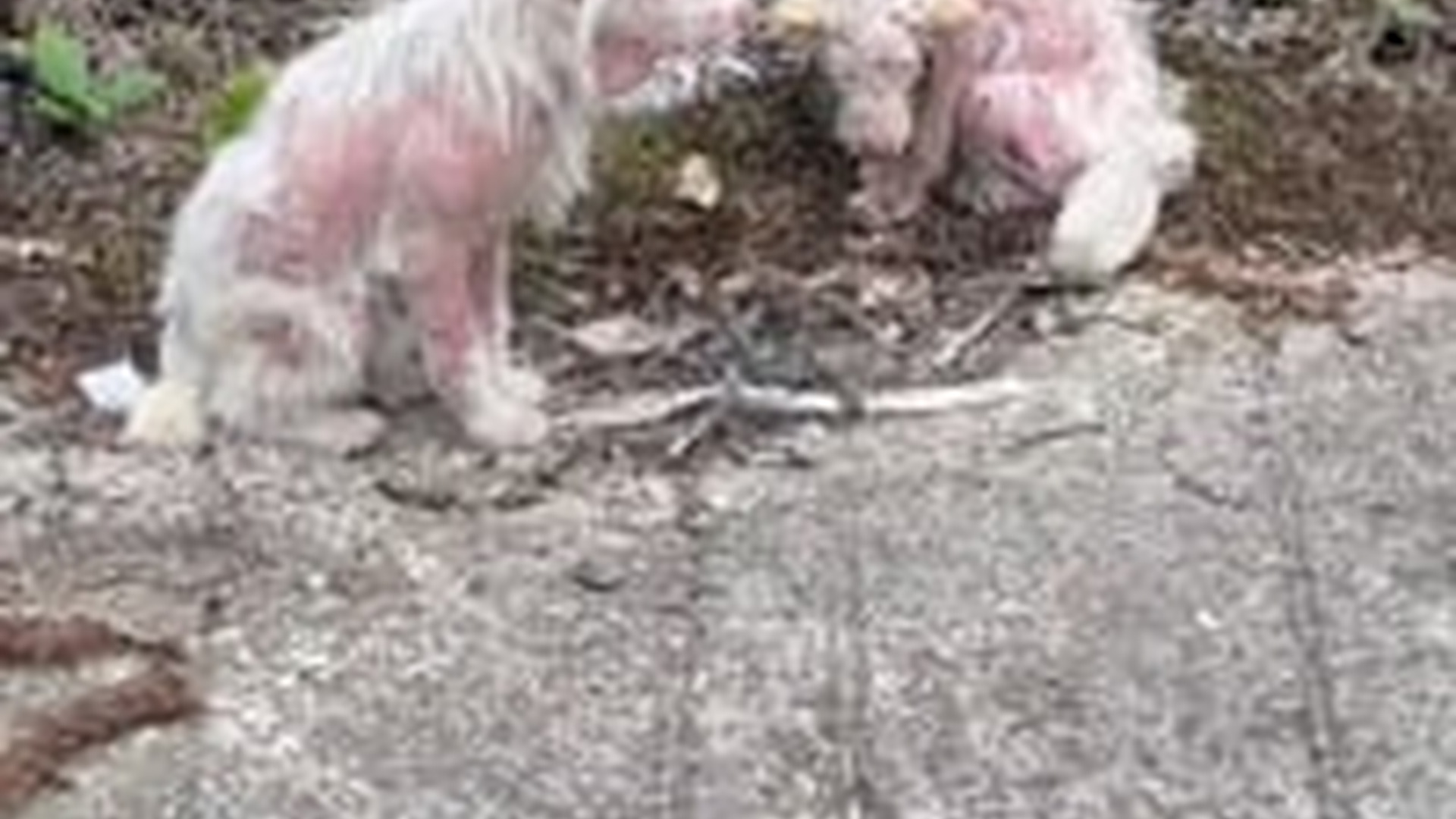 T0706004_TinyLivesMatter