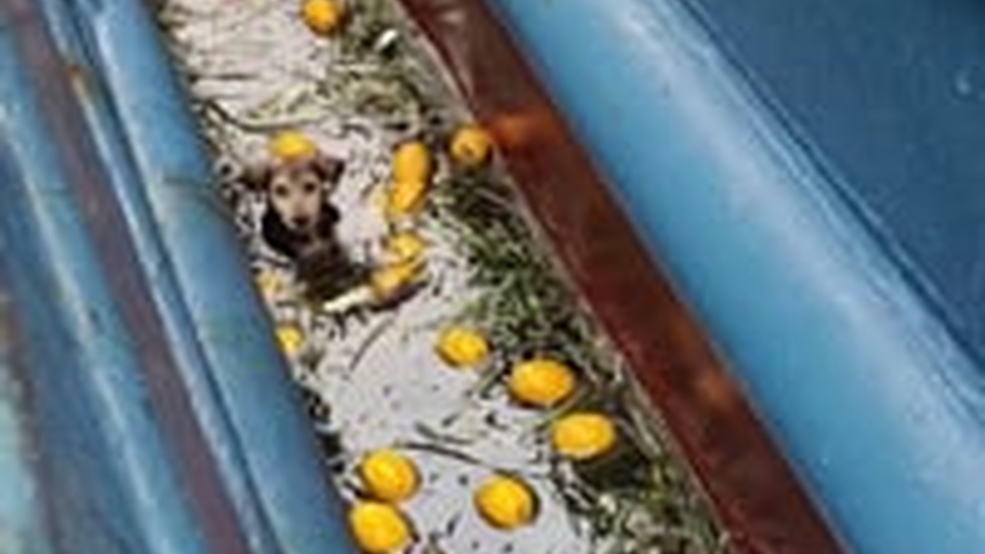 T0706007_RescueWithHeart