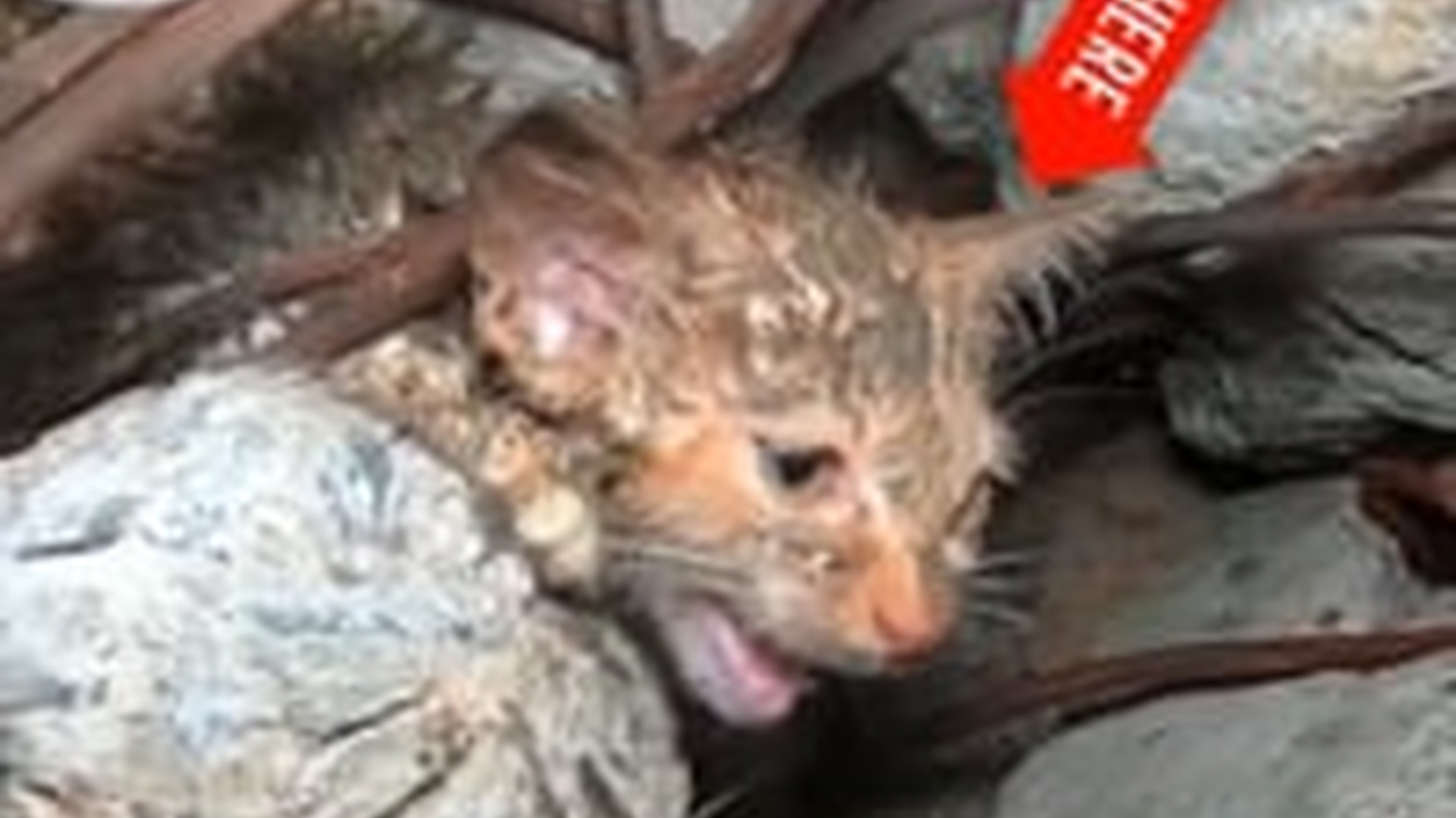 T0706010_Kitten Struggled To Get Out Of Wreckage, But More She Struggled, More It Hurt