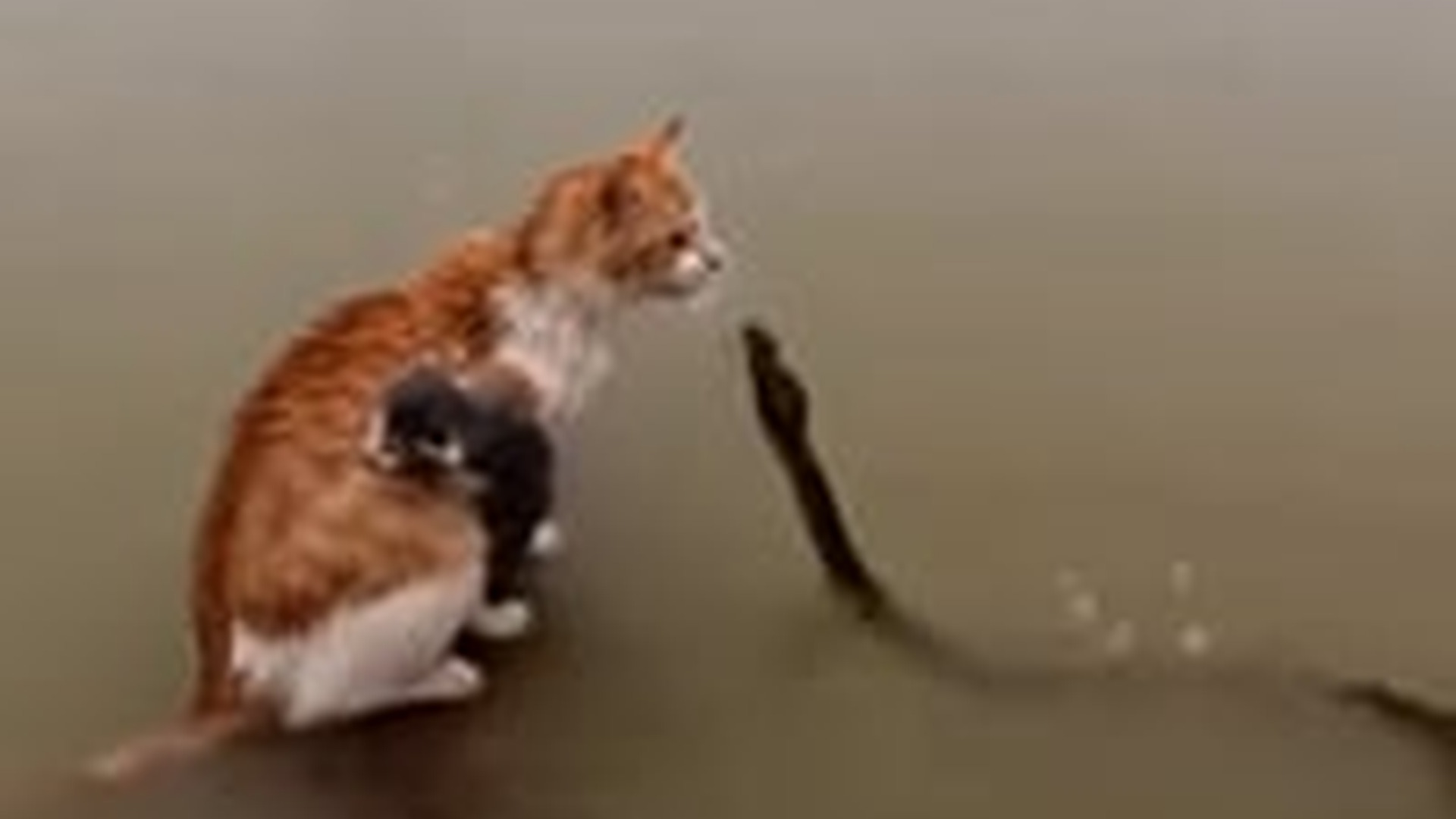 T0706012_Mama cat rescued flood Mama fights snake, boat gives them fur