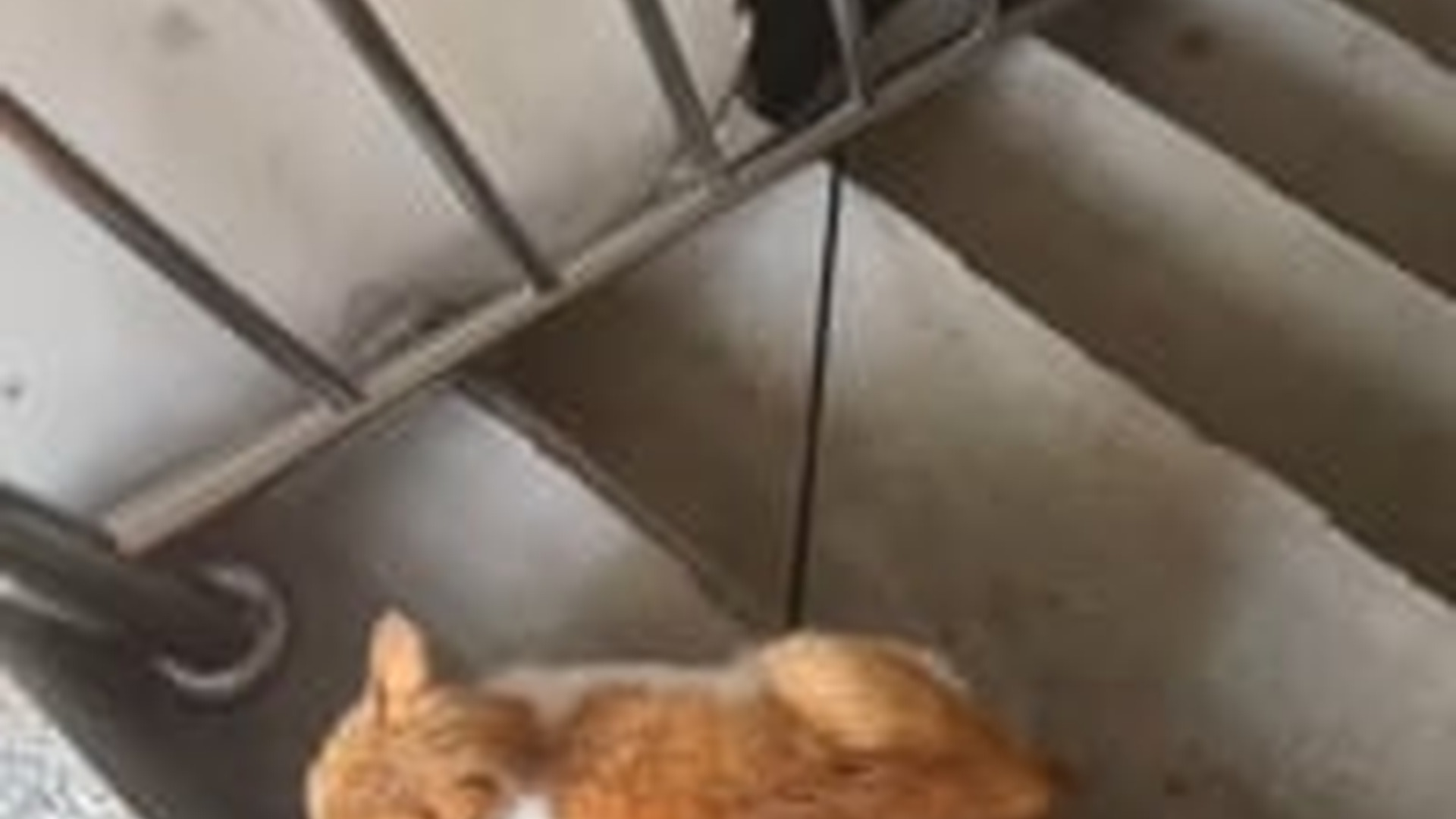 T1106008_Even though mother cat was severely injured, she was constantly t
