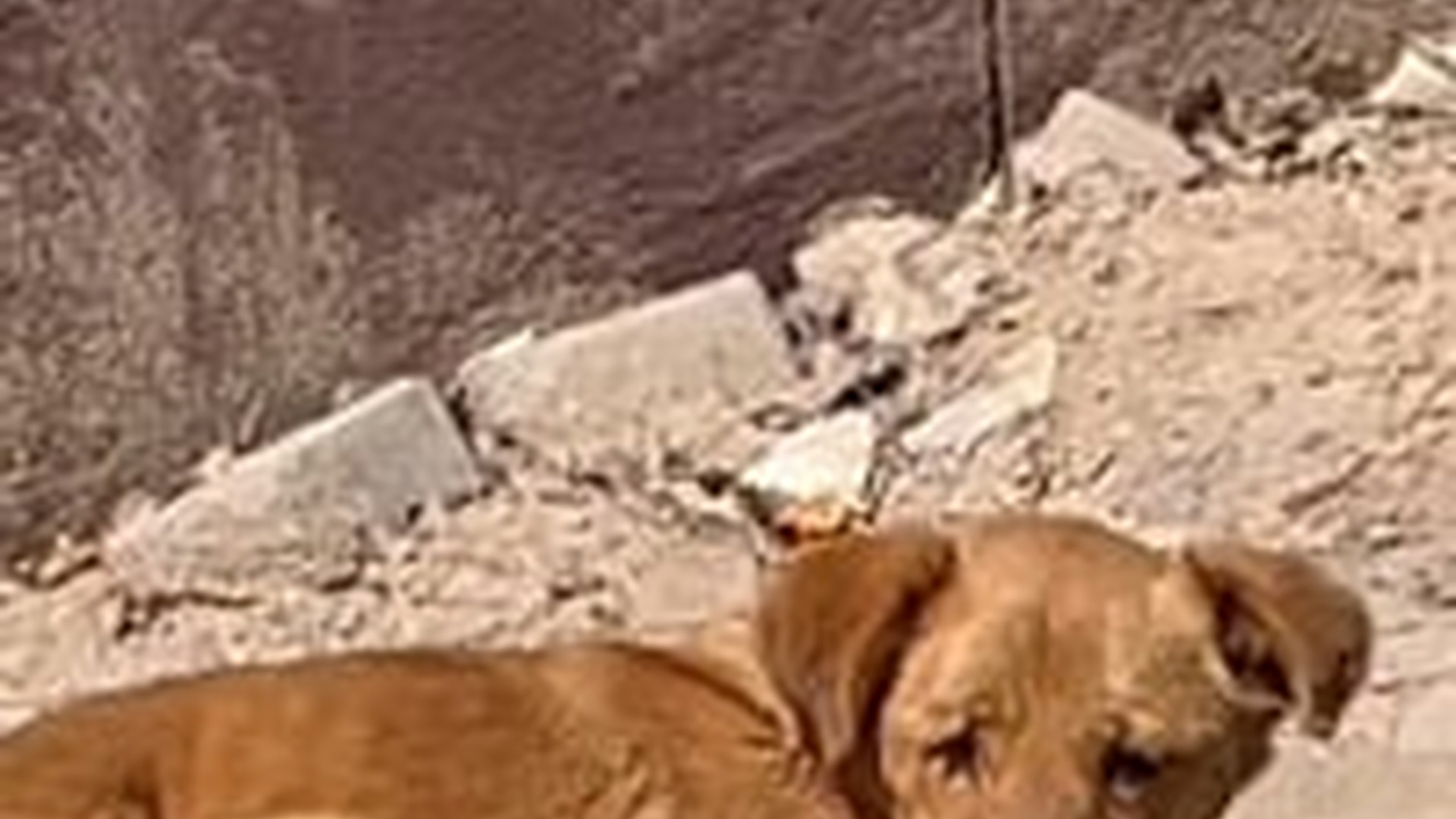 T1106010_help dog out of grip