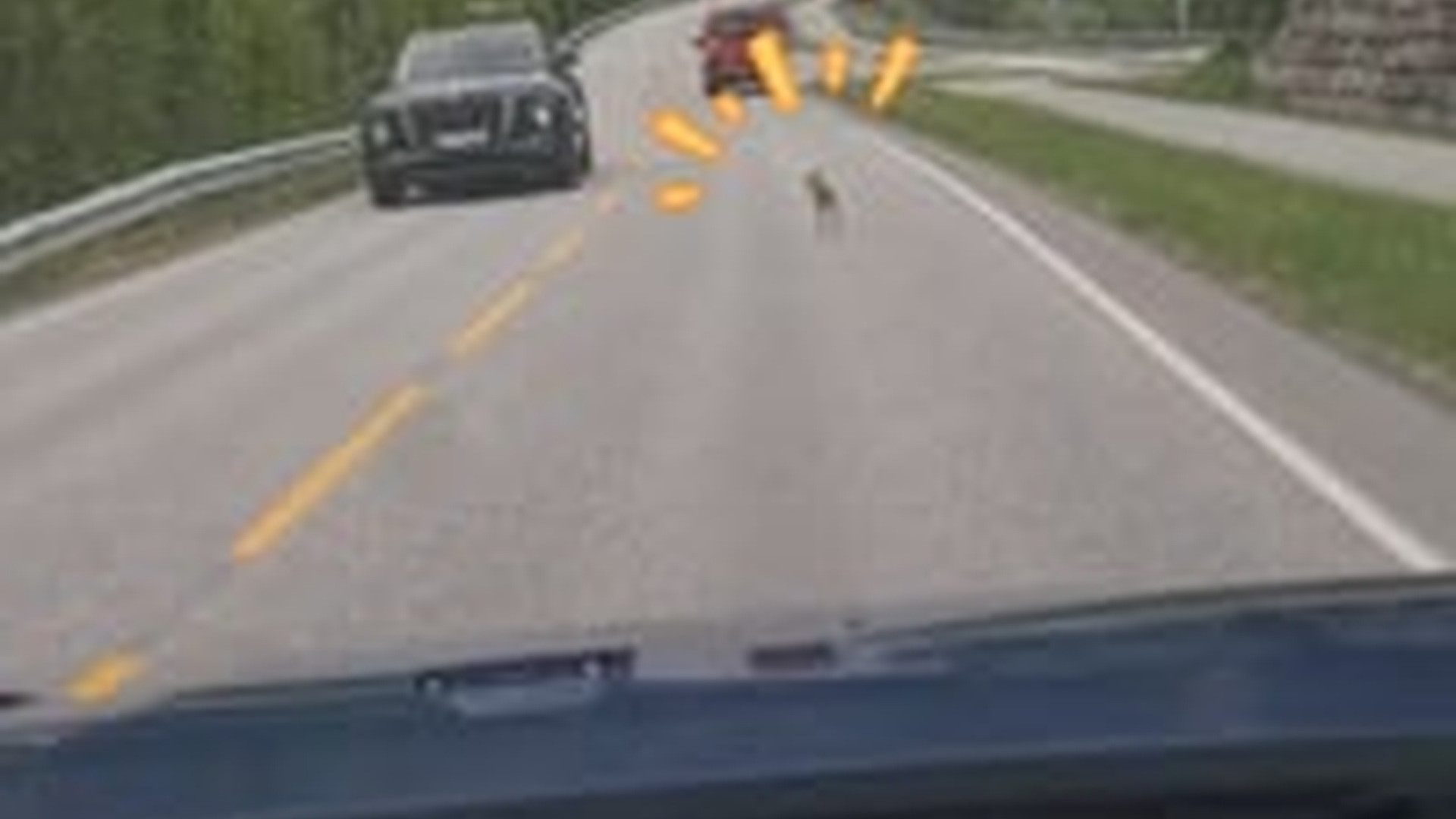 T1106013_kind couple rescued baby deer on road returned it to its