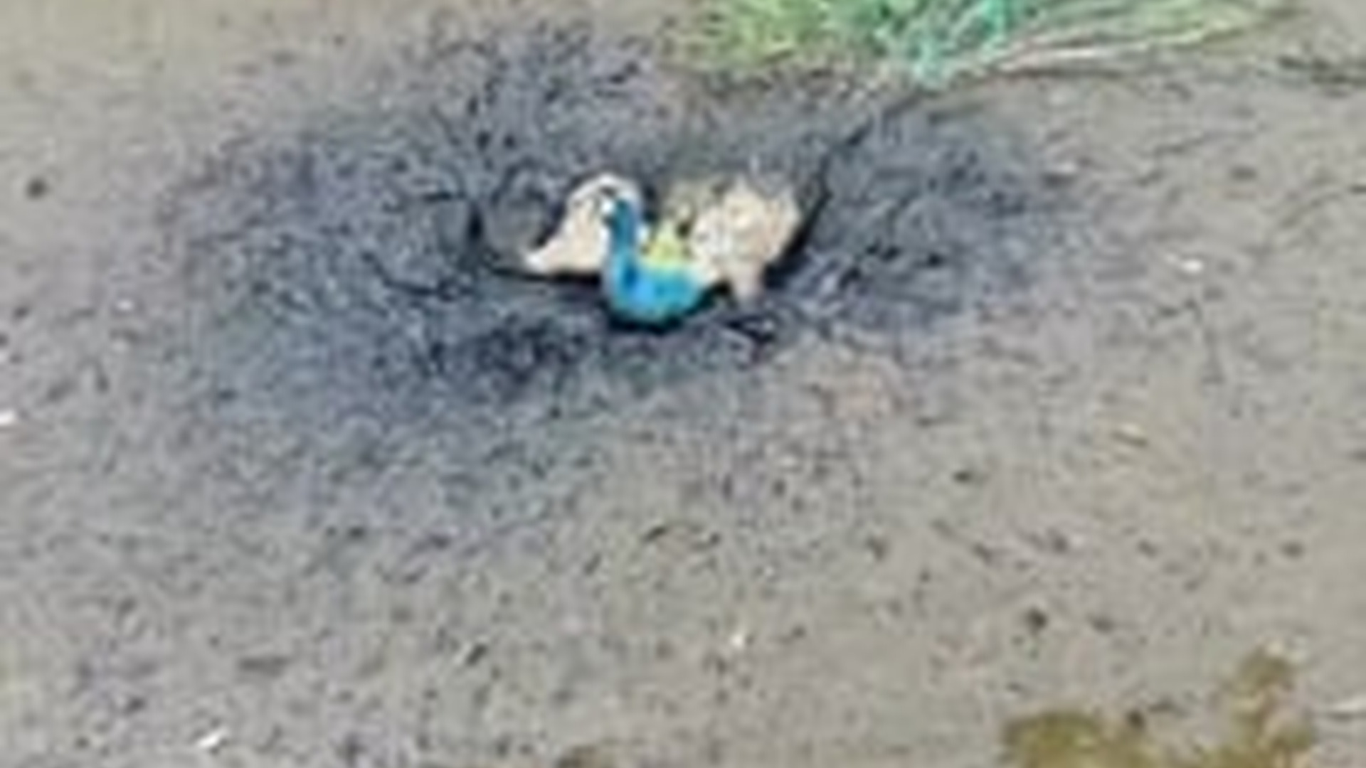 T1106014_kind couple rescued peacock had gotten stuck in mud
