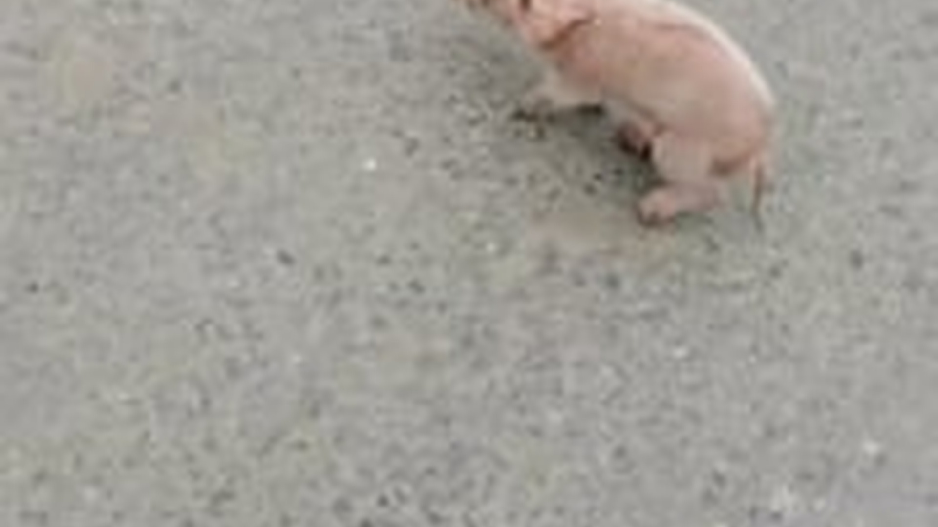 T1106015_kind family rescued newborn piglet fell truck, th