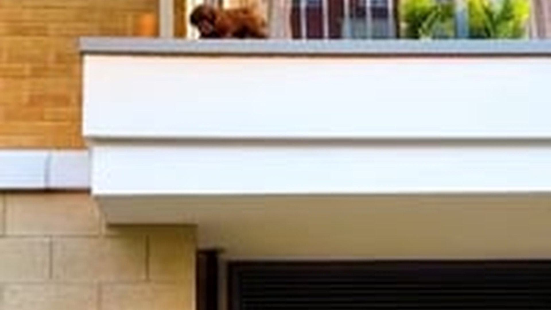 T1106023_People gasp as puppy decides whether to jump off balcony
