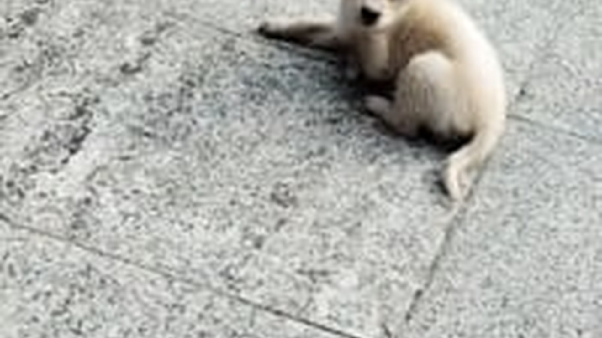 T1106025_Abandoned Animal Found Crying For Help
