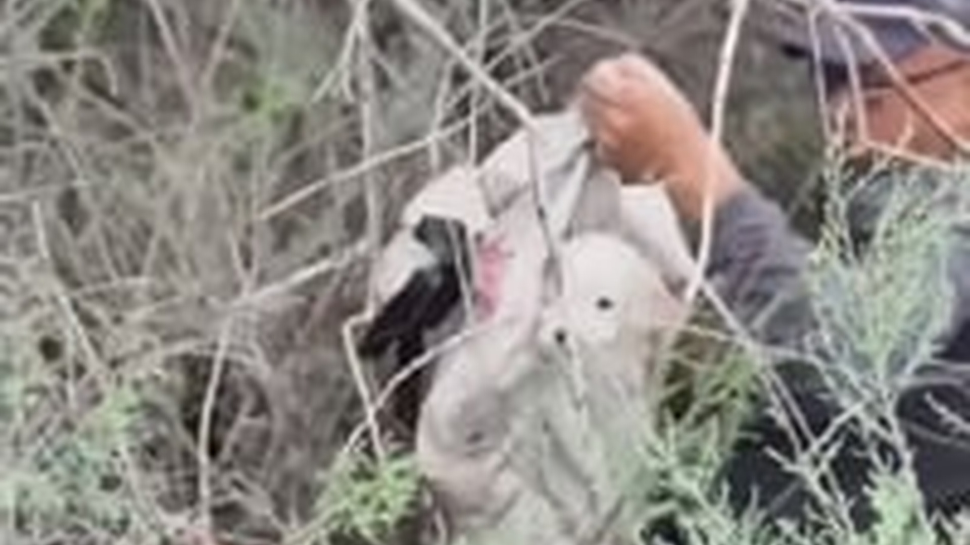 T1106026_rescue abandoned dog stuck in bushes