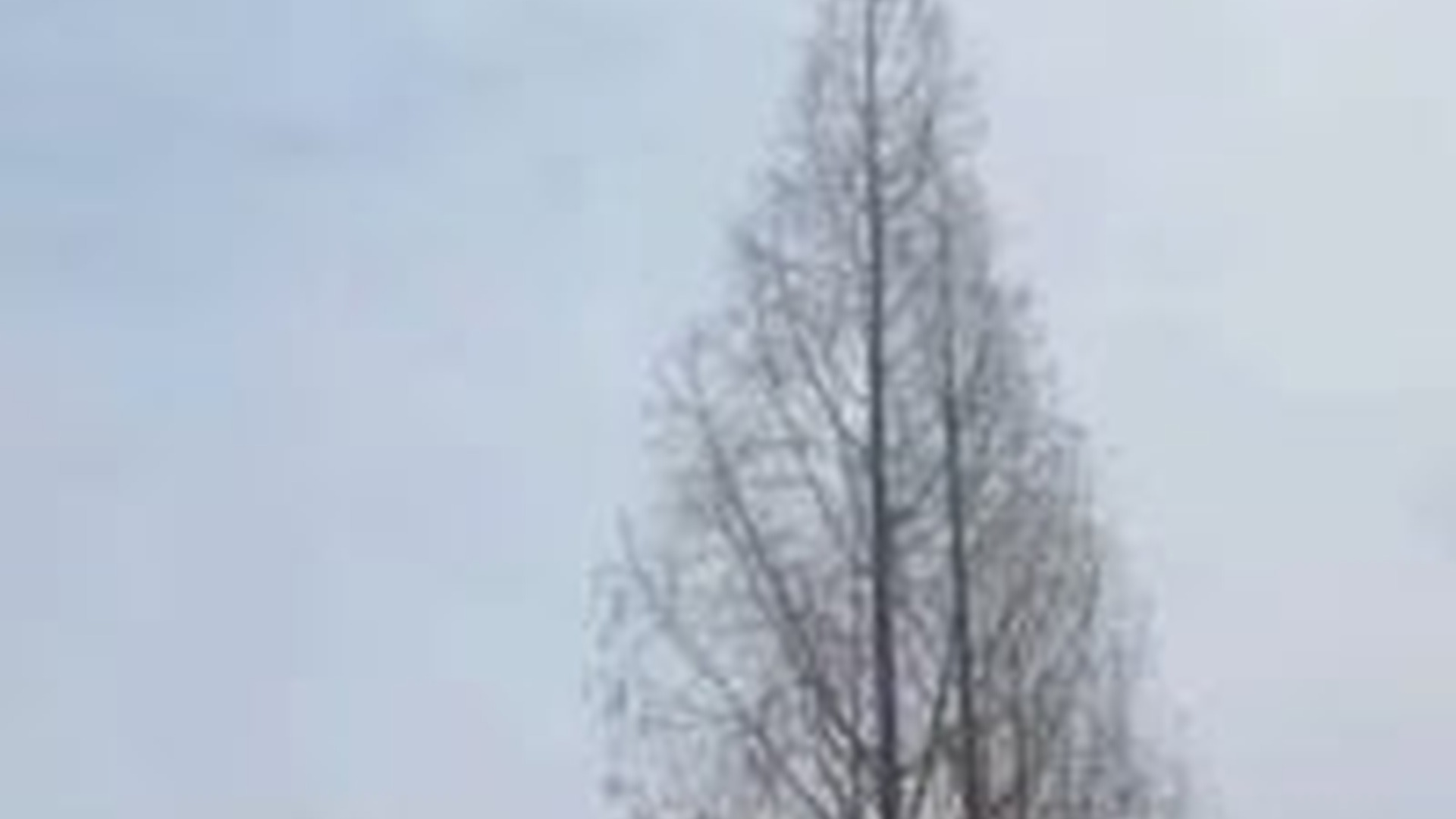 T1106027_Rescue cat climbing to of tree